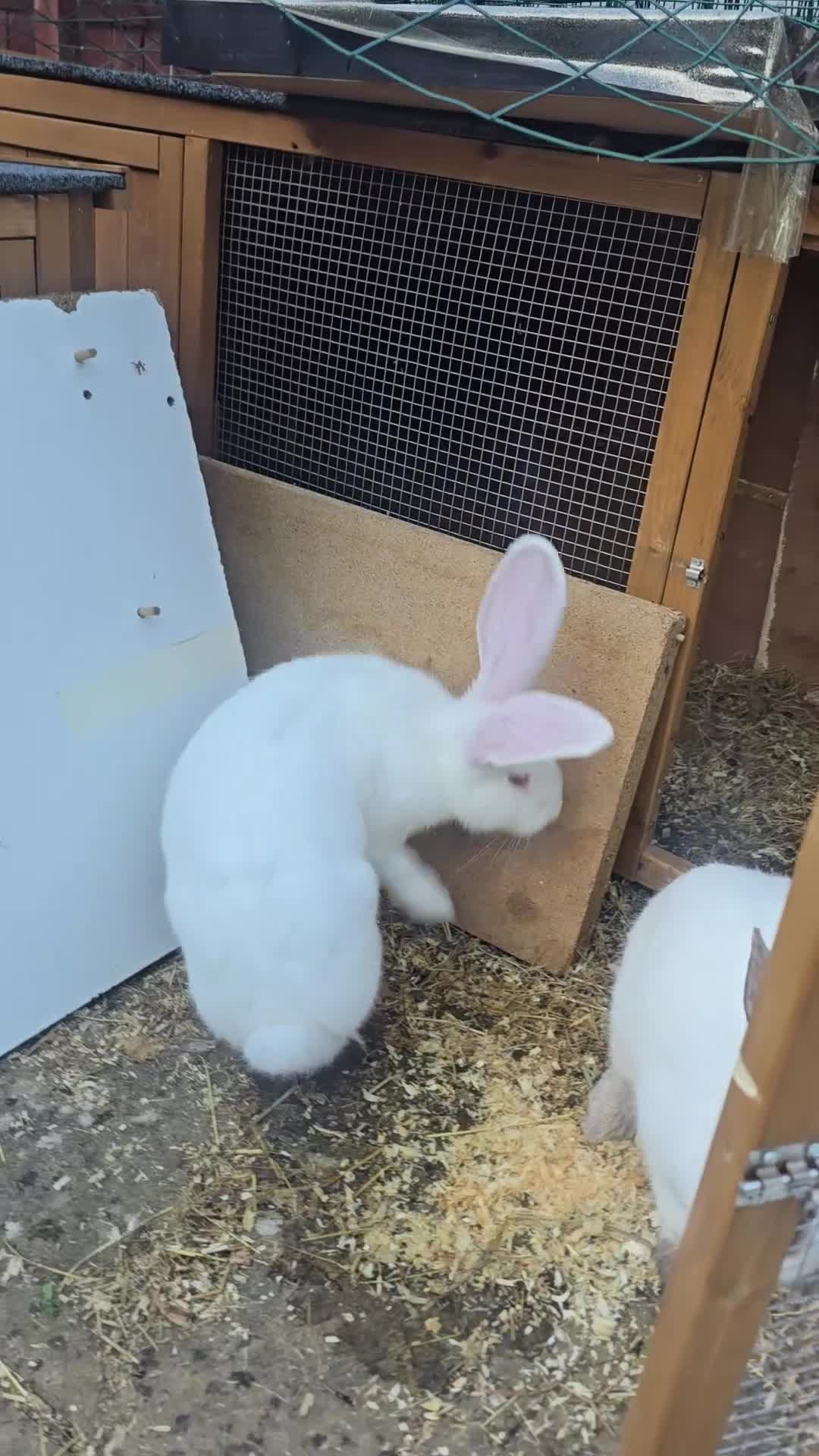 Continental Giant rabbits for sale: Rare Blue Continental Giant Rabbits in Croydon - Video 3