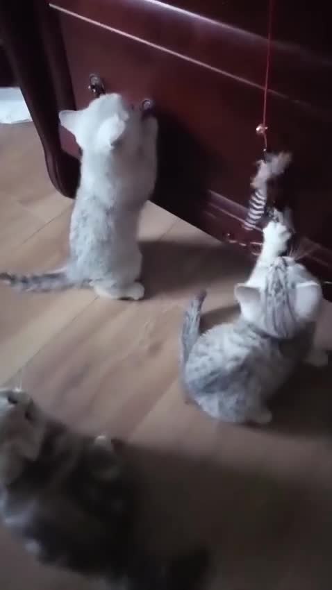 British Shorthair cats for sale: Beautiful  British Shorthair kittens  - Video 3