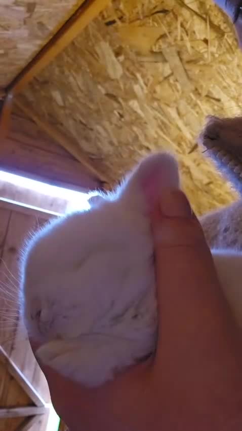 Mini Lop rabbits for sale: 🤎Gorgeous Purebred mini lops 🤎 - Video 2