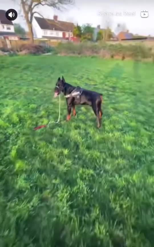 Dobermann dogs for sale: ⭐️DOBERMAN🐾PUPPIES⭐️🐶AVAILABLE🐾MID🐾SEPTEMBER🐶 - Video 2