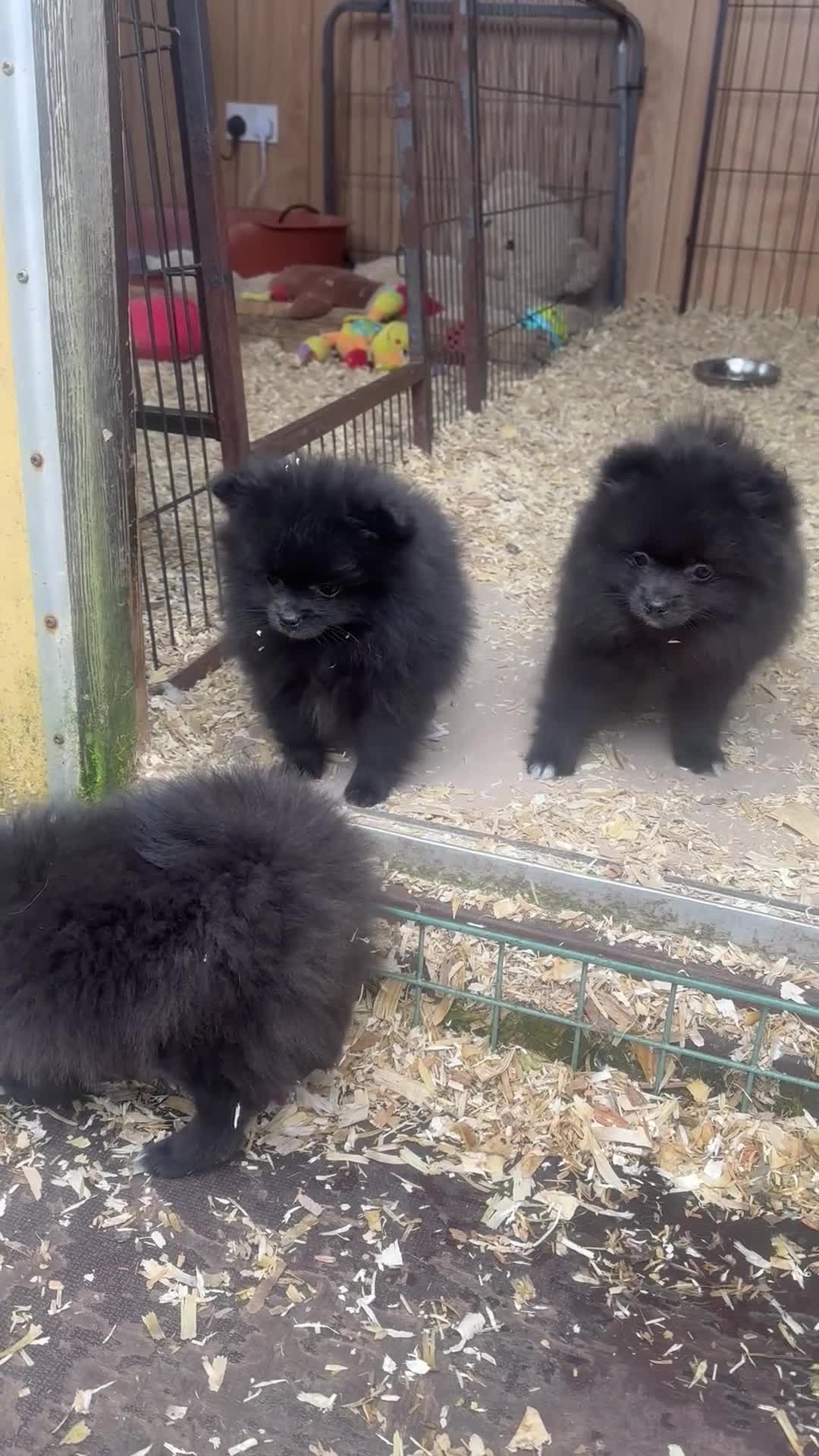 Pomeranian dogs for sale: Not posh Poms 😂 - Video 2