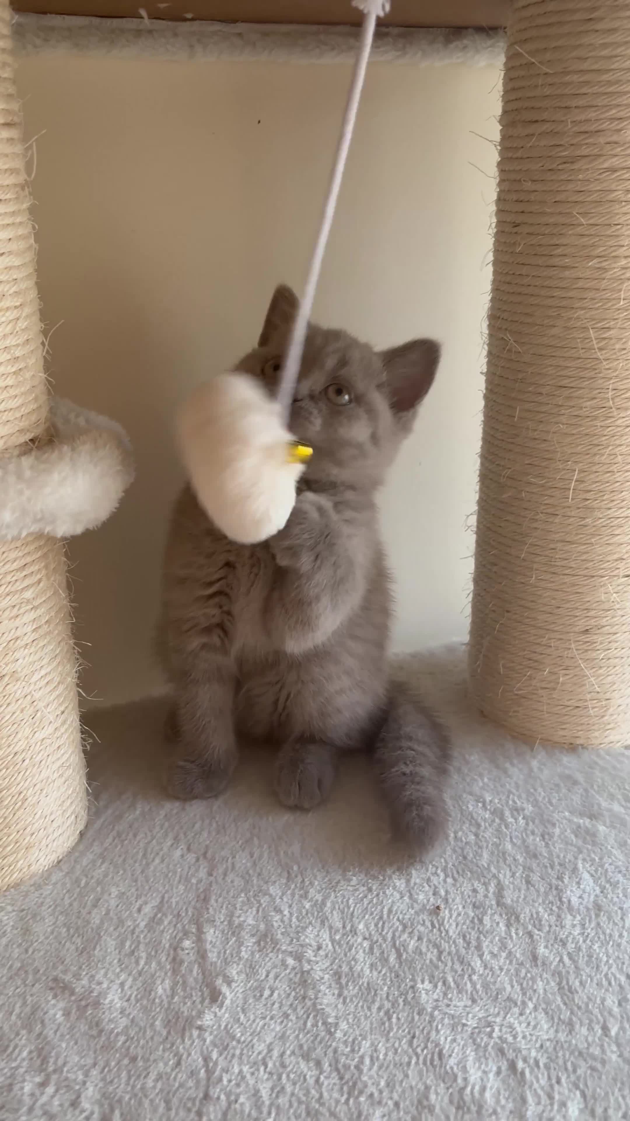 British Shorthair cats for sale: LILAC & BLUE MALE BRITISH SHORTHAIRS - Video 4