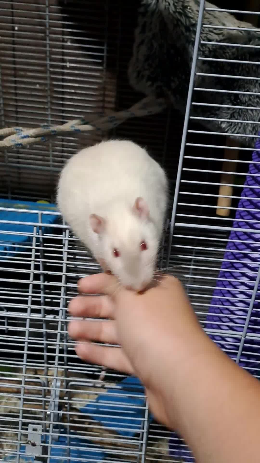Rat rodents for sale: 2 male dumbo rats and cage  - Video 1