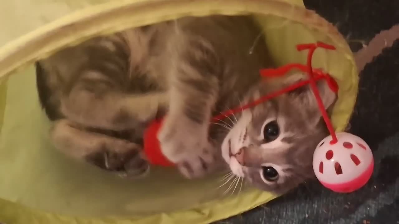 Mixed Breed cats for sale: Beautiful Kittens 😻 - Video 1
