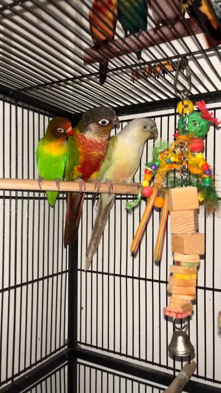 Lovebirds birds for sale: Conures and love bird  - Video 1