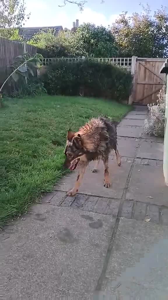 Mixed Breed dogs for adoption: Older Lady Yasmin in Malvern - Video 2