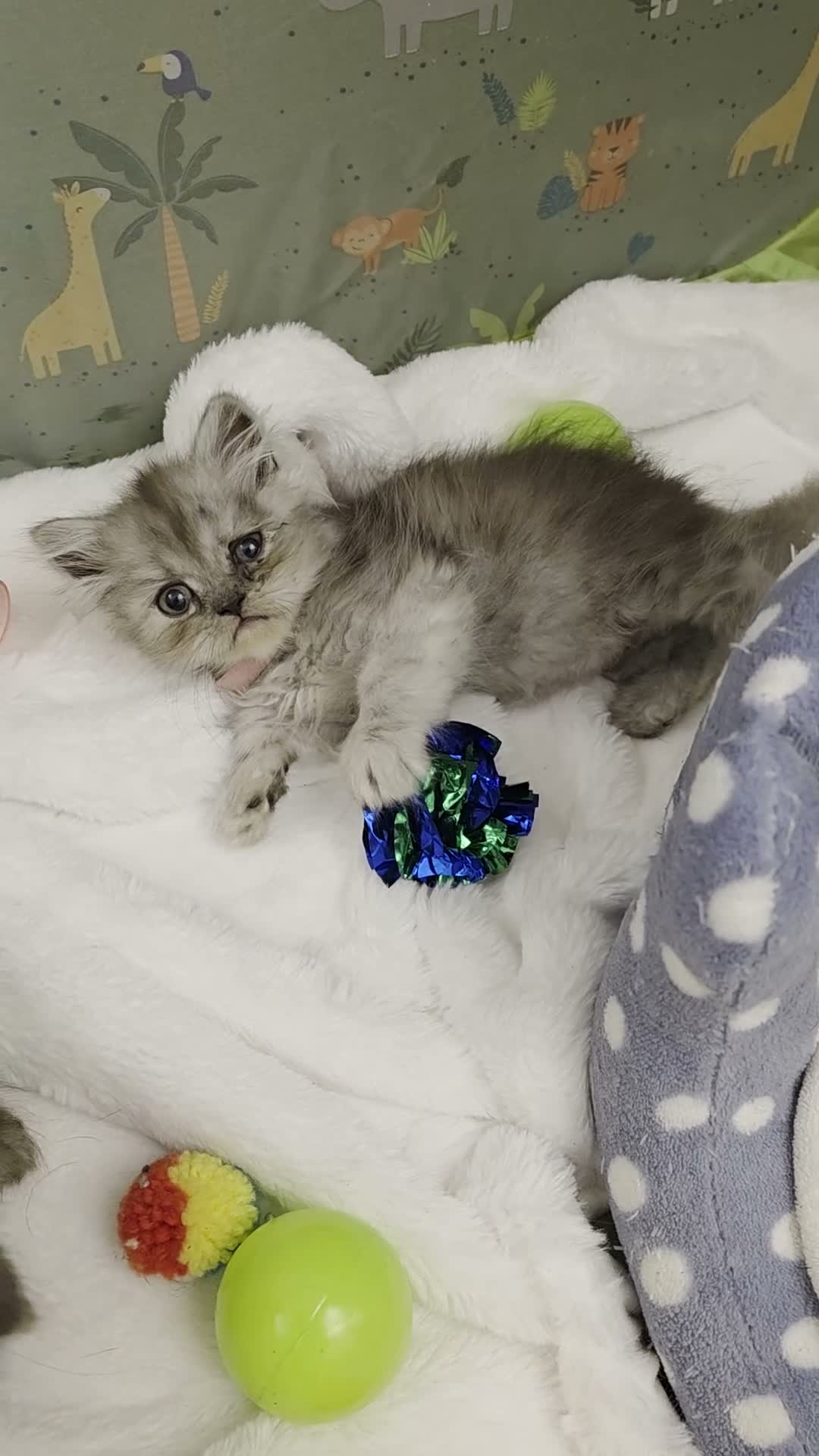 Persian cats for sale: 6 Persian kittens ready now (Midlands) - Video 3