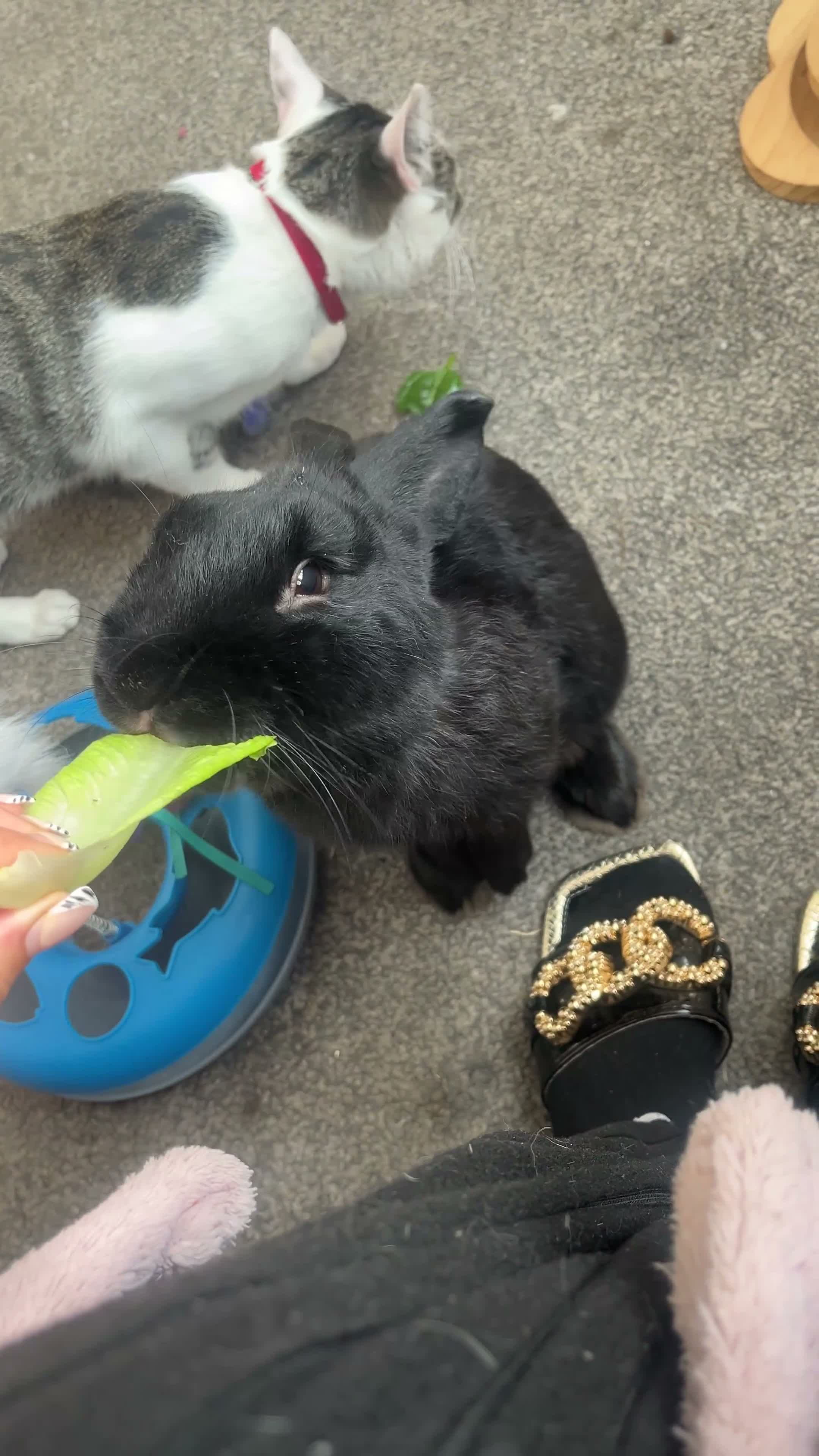 Continental Giant rabbits for sale: Charlie  51/2 year old rabbit - Video 1