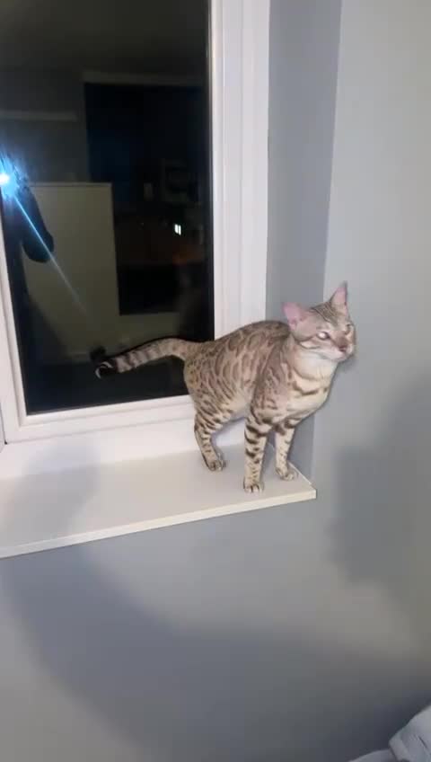 Bengal cats for sale: Female bengal cat - Video 1