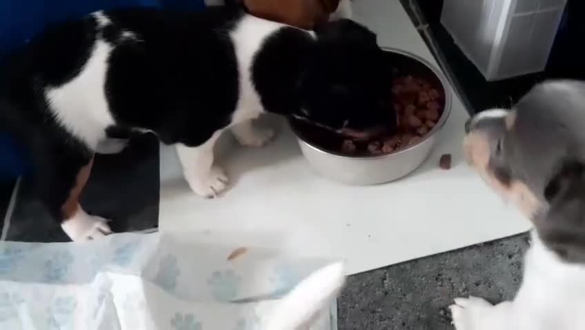 Jack Russell dogs for sale: 🐶 Jack Russell Puppies  – 4 Females & 1 Male 🐶 - Video 4