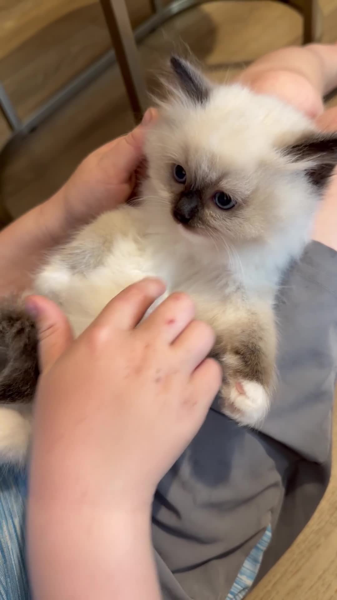 Ragdoll cats for sale: 🌸Active price £1650-DNA health tested🌸 - Video 1