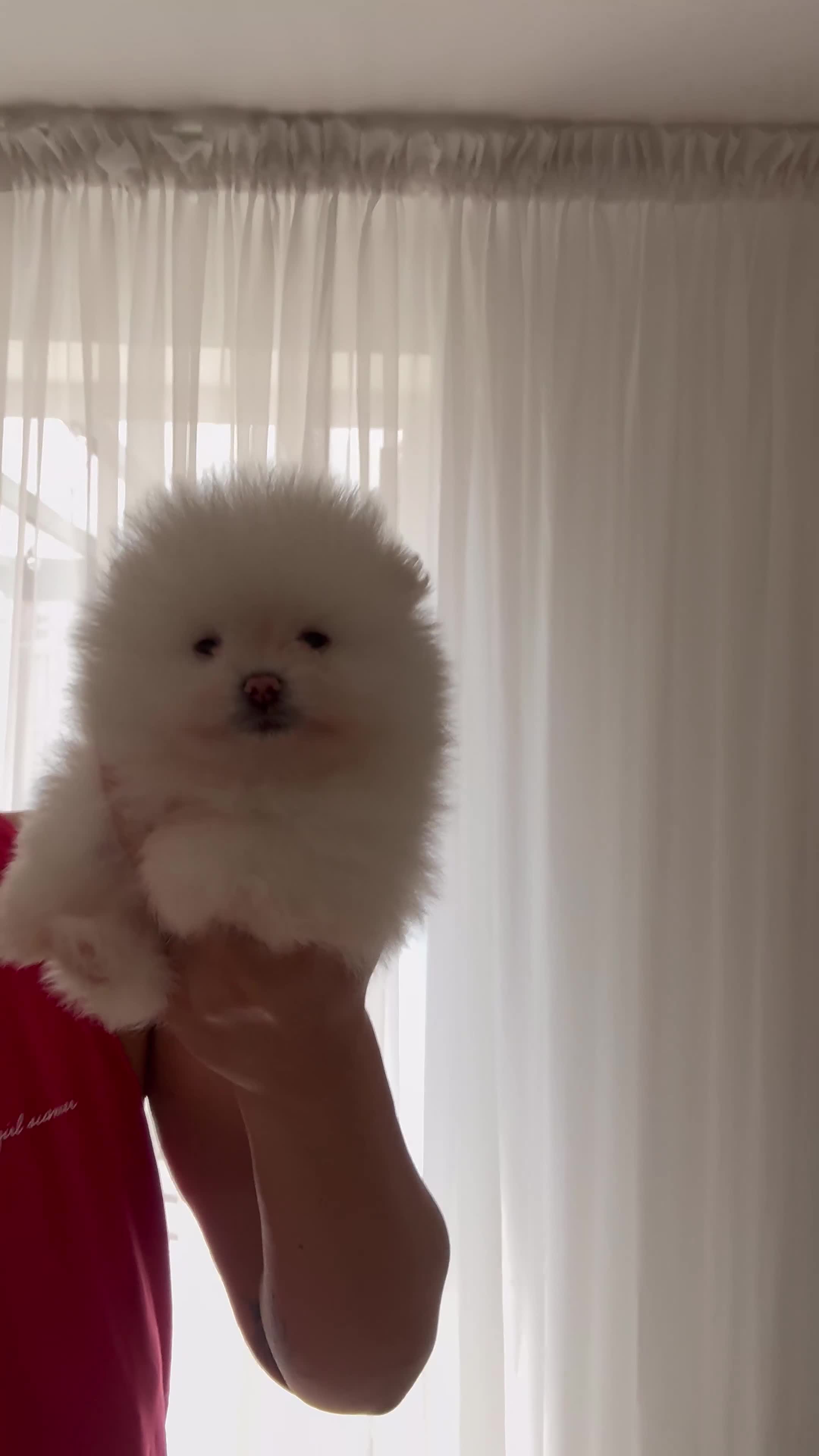 Pomeranian dogs for sale: High quality KC reg puppies from imported lines - Video 4