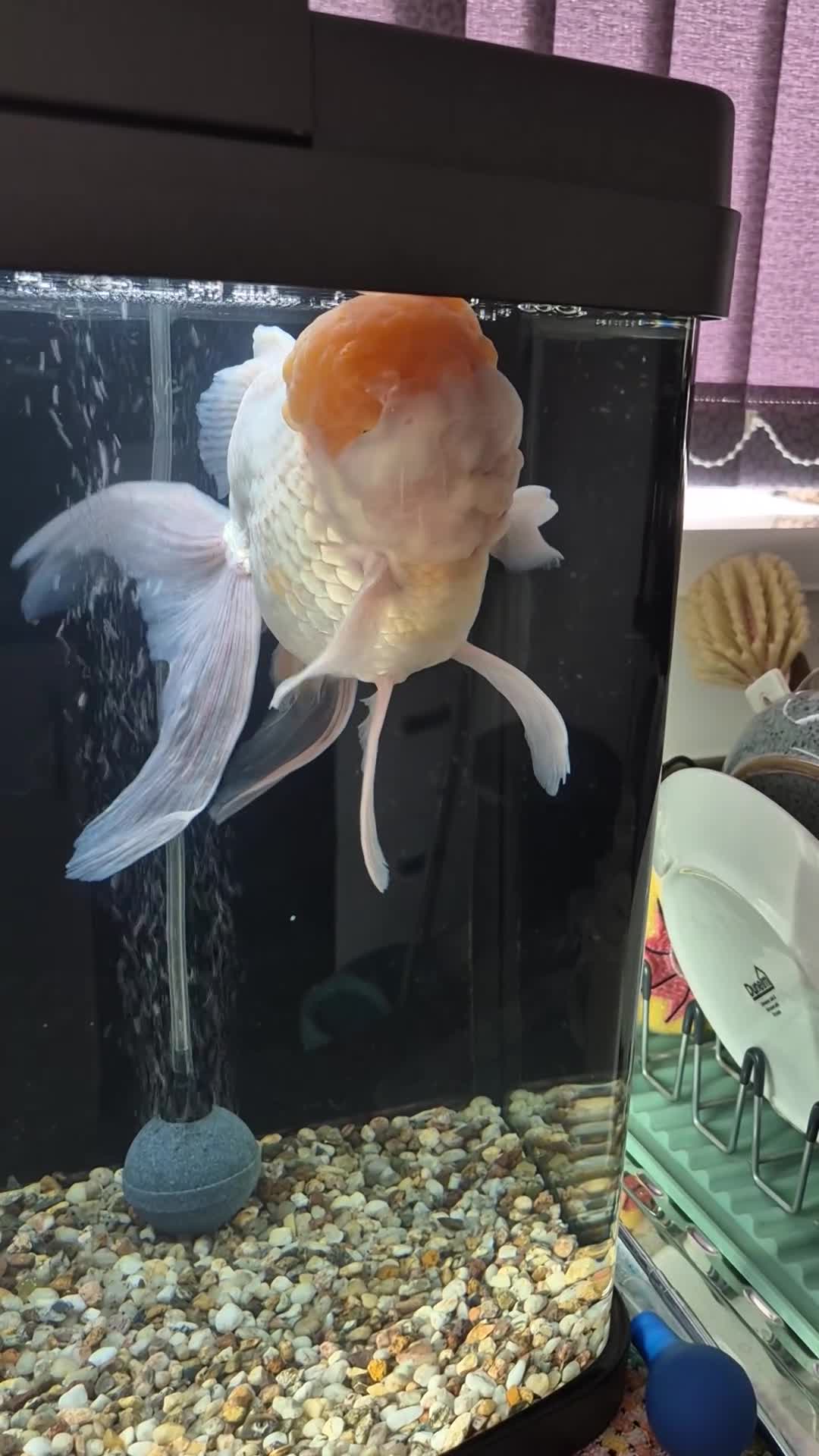 Fancy Goldfish fish for sale: GIANT ORANDA - Video 3