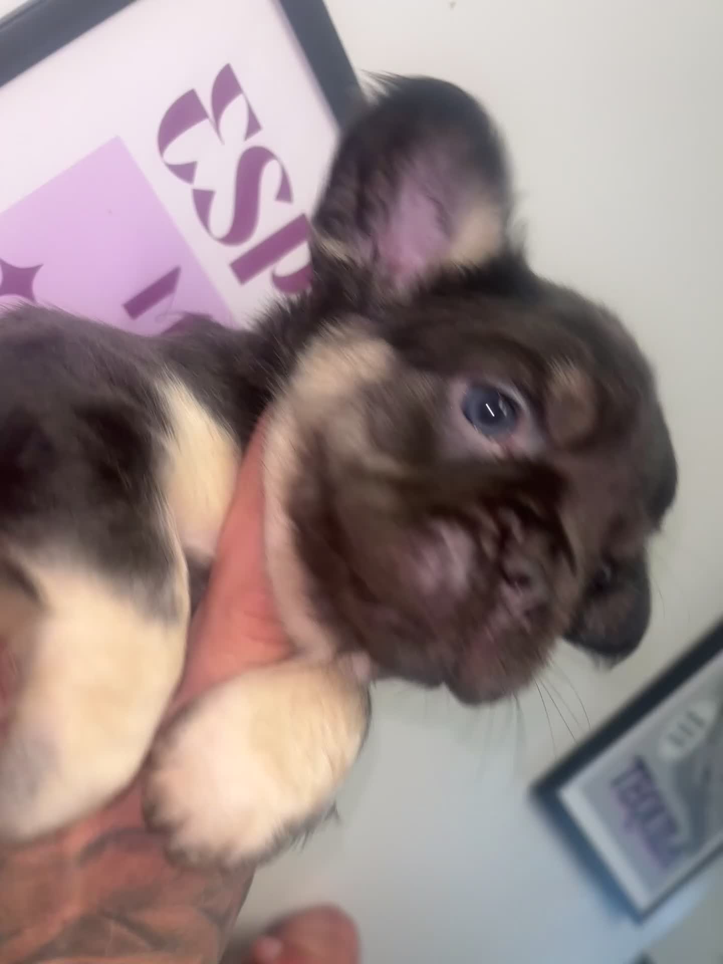 French Bulldog dogs for sale: ONLY 1 GIRL LEFT Healthy, chunky Frenchie pups 🐶 - Video 1
