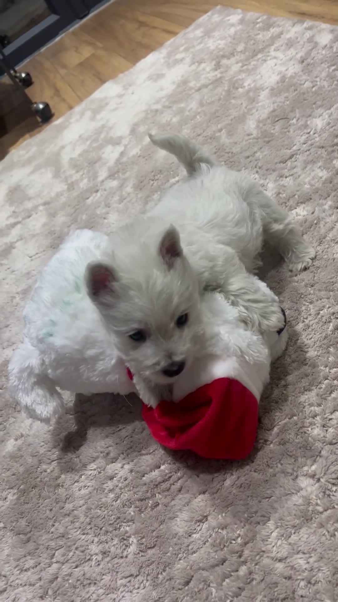 West Highland Terrier dogs for sale: Kc registered west highland white puppies.  - Video 2