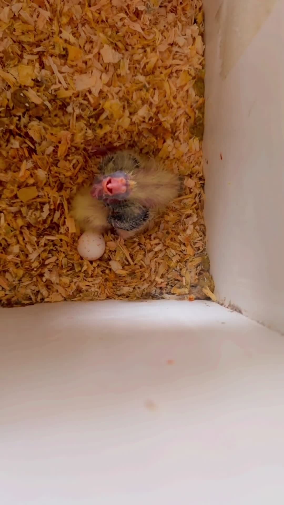 Cockatiels birds for sale: Carolina cockatiels - Video 2