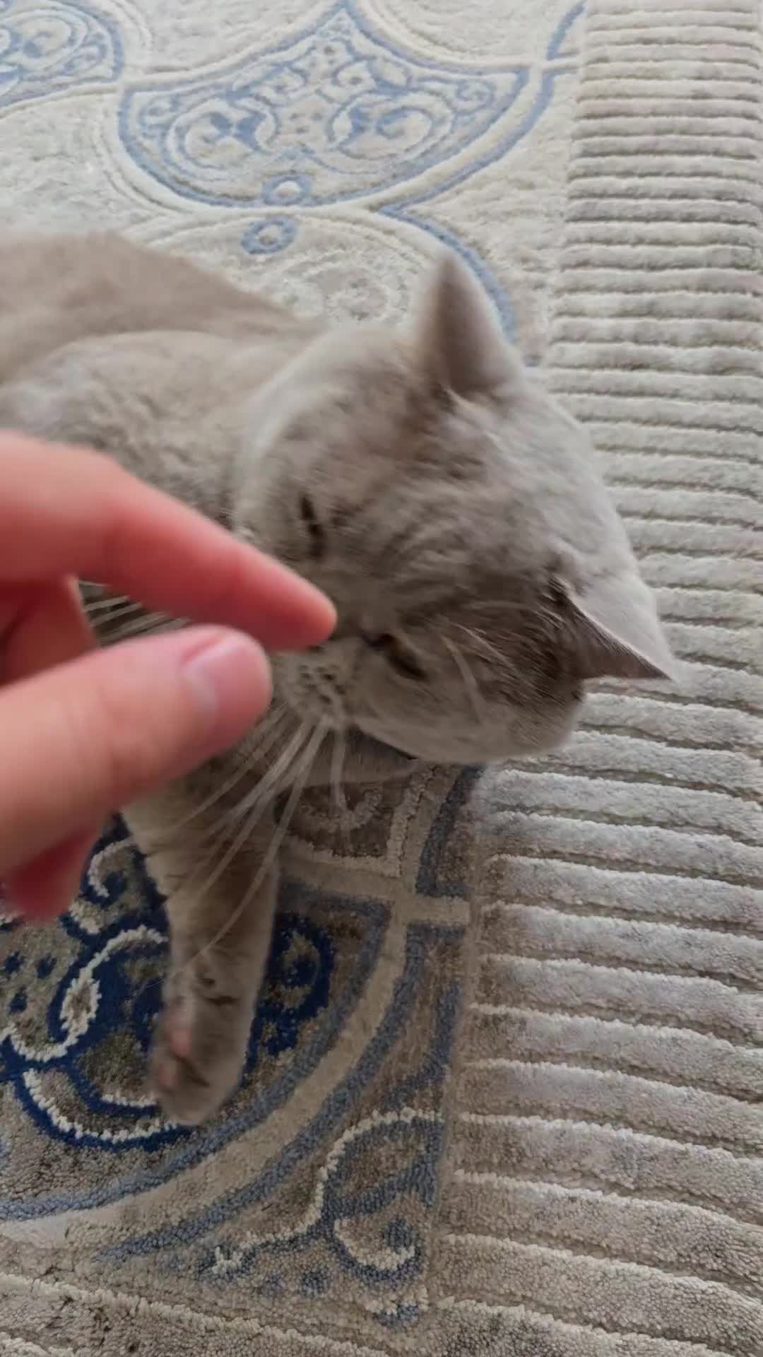 British Shorthair cats for sale: GCCF registered ACTIVE STUD british short hair - Video 2