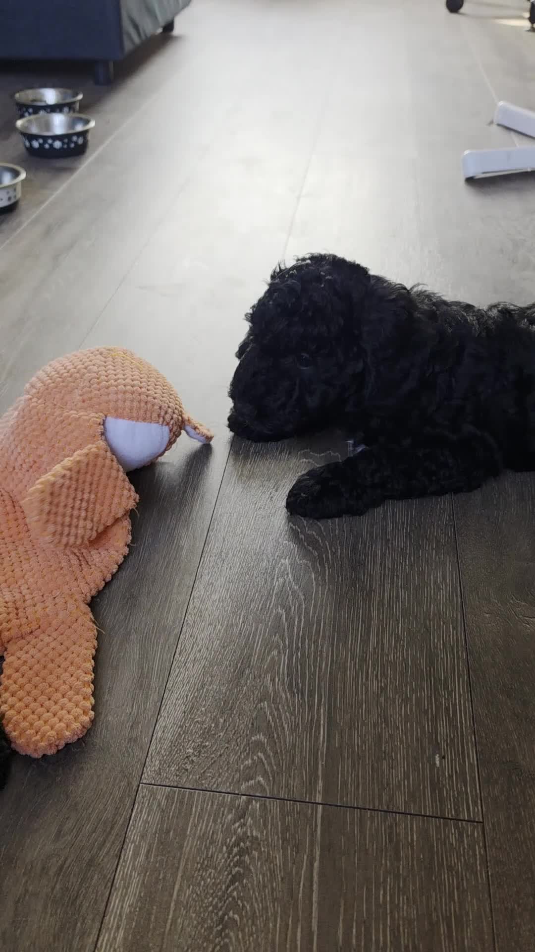 Miniature Poodle dogs for sale: *Reduced now £1000 - Last girl* - Video 1