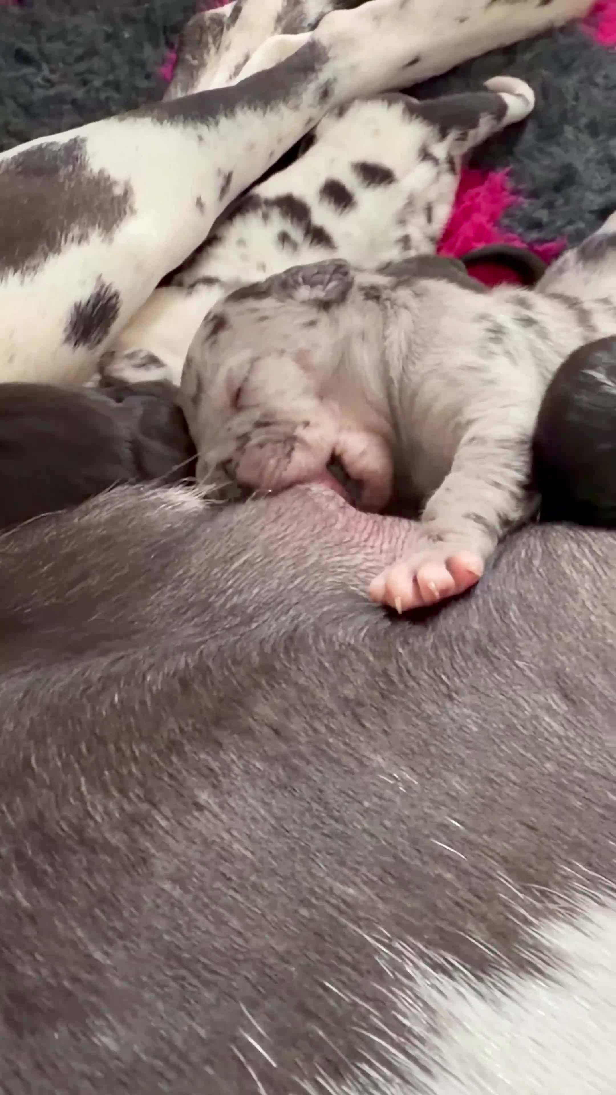 Great Dane dogs for sale: KC Reg READY NEXT WEEK 🐶 HEALTH TESTED 🐶 - Video 2