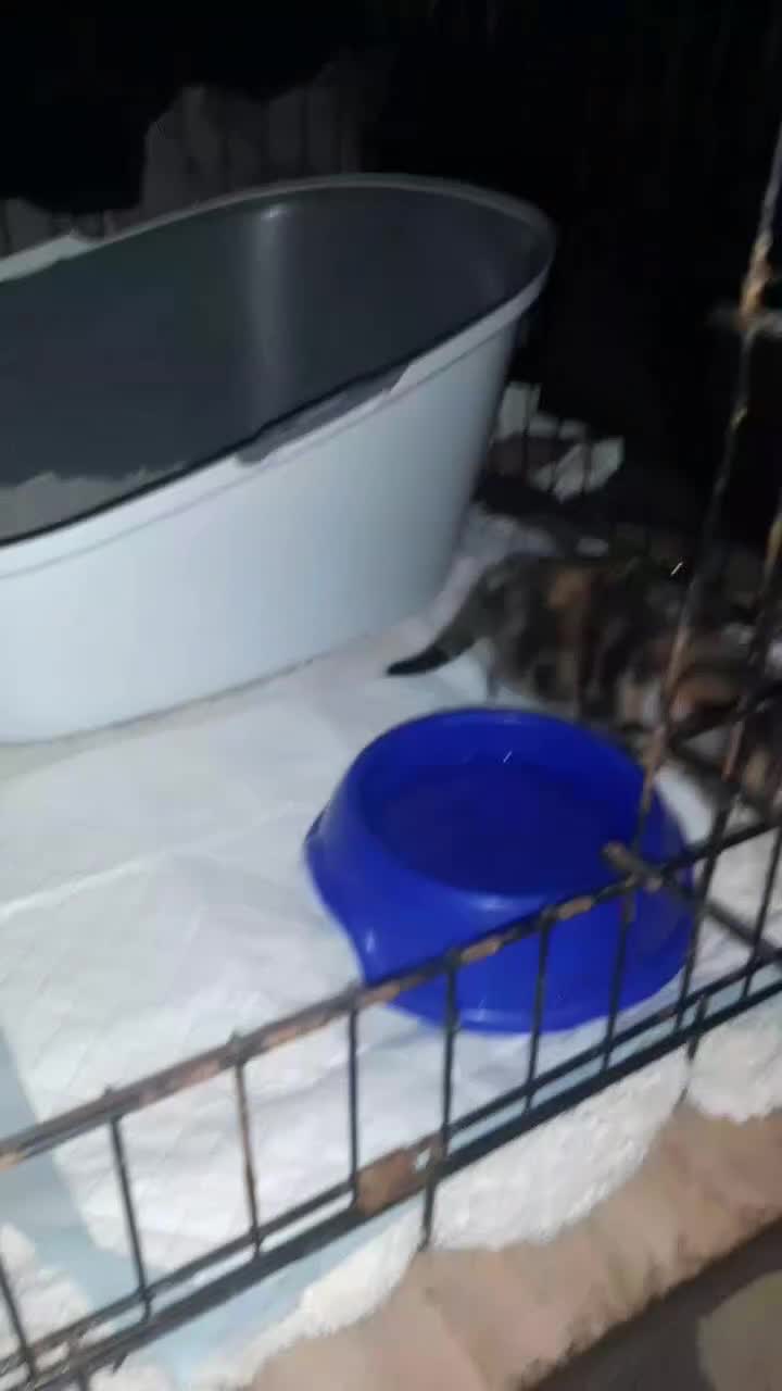 British Shorthair cats for sale: Gorgous male Ready to go - Video 3