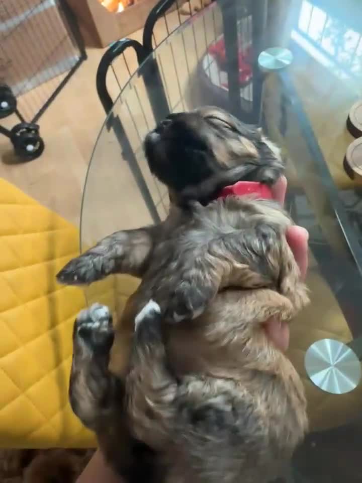Mixed Breed dogs for sale: 🐶 Cockapoo × Shih Tzu Puppies Ready September  - Video 2