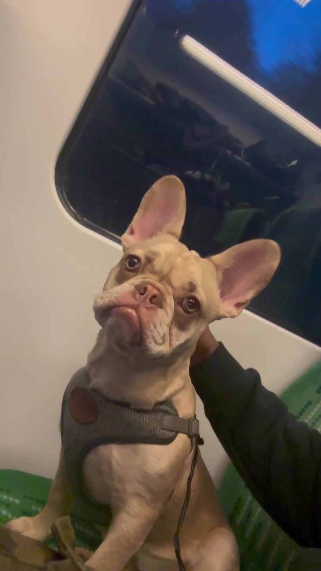 French Bulldog dogs for sale: 🐶 Meet Malibu – Looking for a Forever Home ❤️ - Video 2