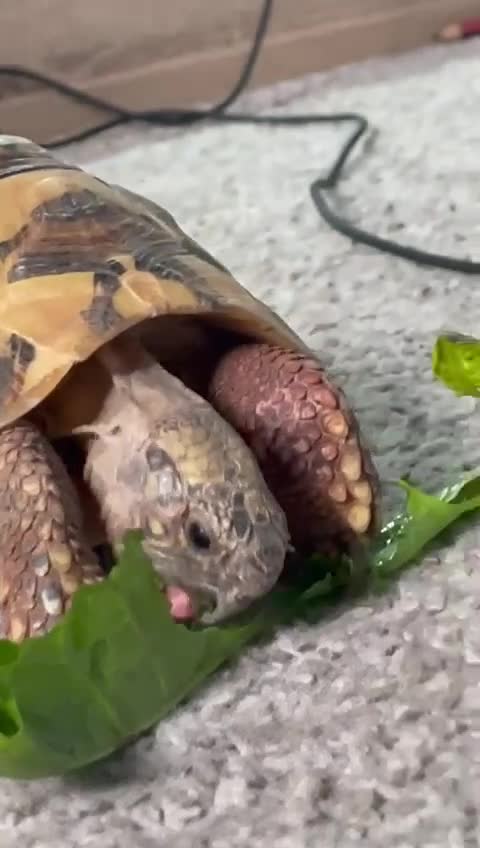 Hermann Tortoise reptiles for sale: 8 yr old Herman Tortoise- Podrick  - Video 1