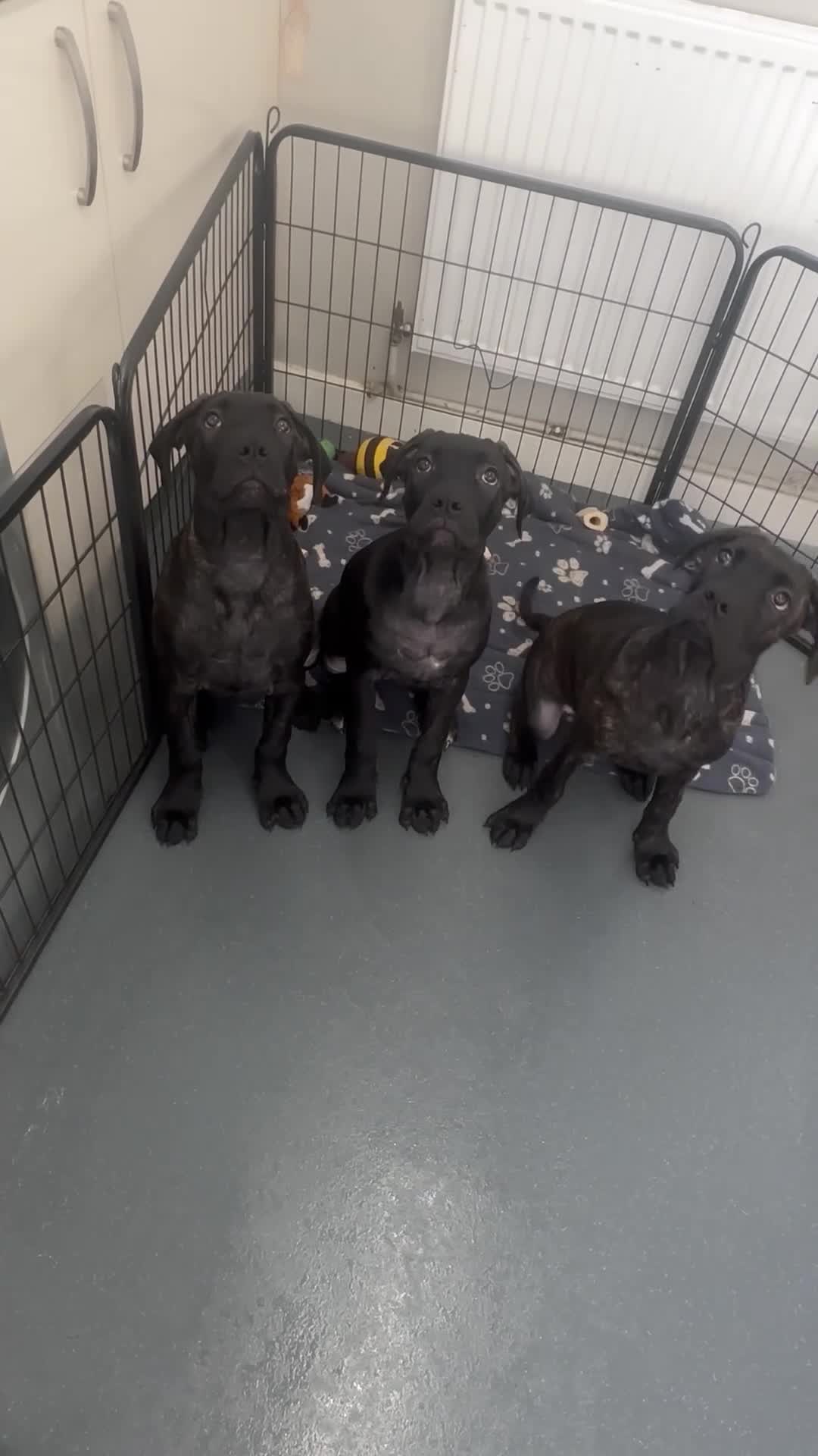 Cane Corso dogs for sale: CLOSING ADVERT ONCE REVIEWS ARE MADE - Video 1