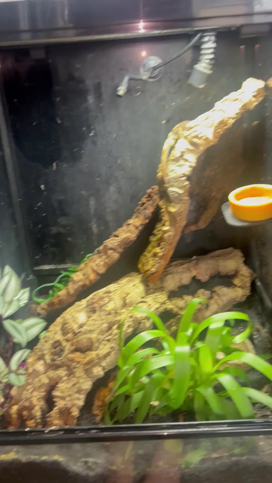 Gecko reptiles for sale: 2 adult crested geckos  - Video 3