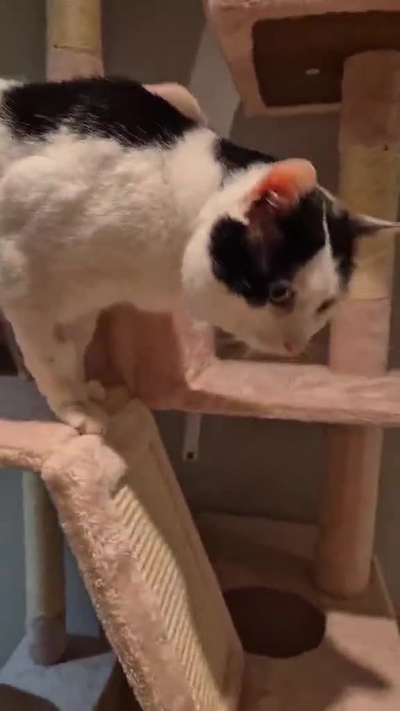 Mixed Breed cats for adoption: Saturn for adoption - Video 1