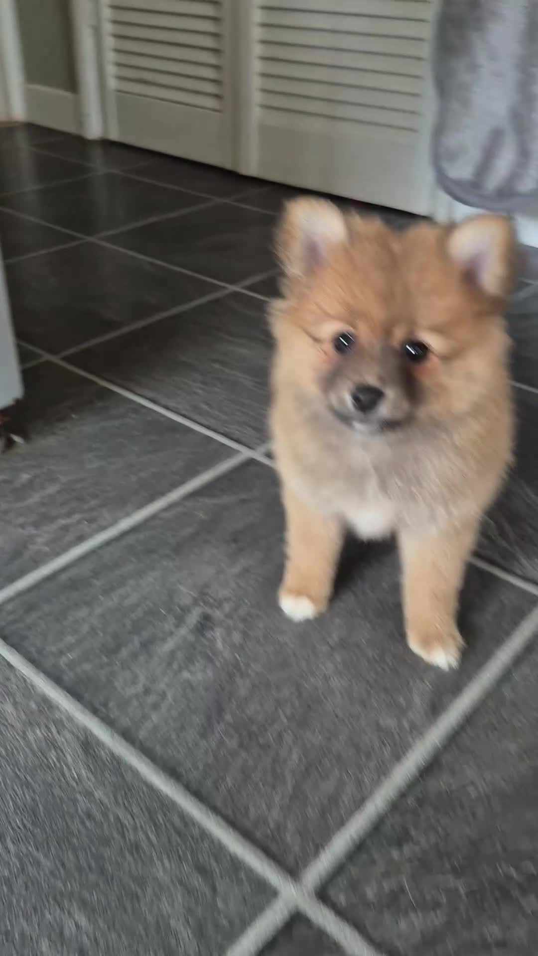 Pomeranian dogs for sale: Female Pom Ready to Leave - Video 1
