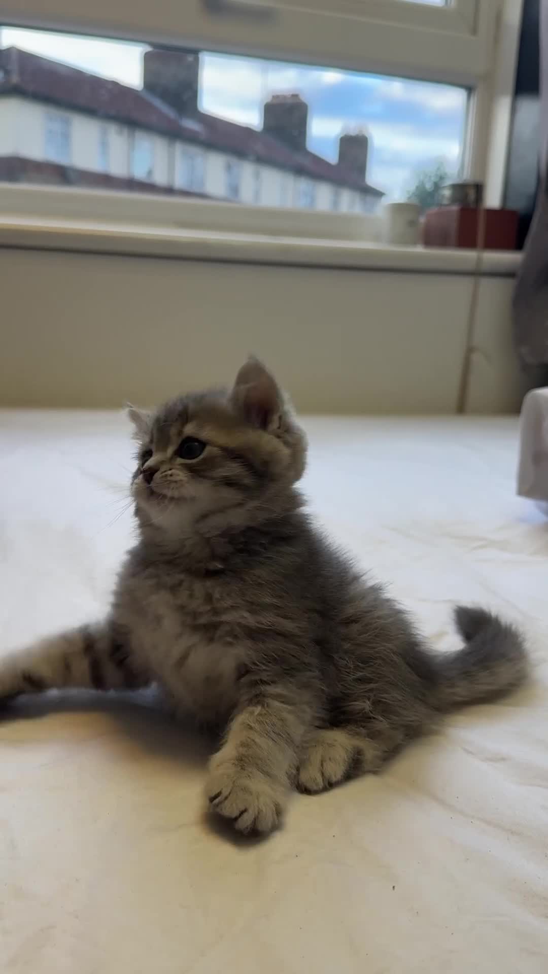 Scottish Fold cats for sale: Scottish Fold Kittens Available  - Video 1