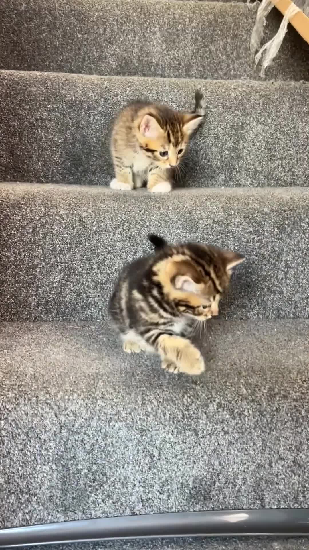 Mixed Breed cats for sale: Gorgeous tabby kittens  - Video 1