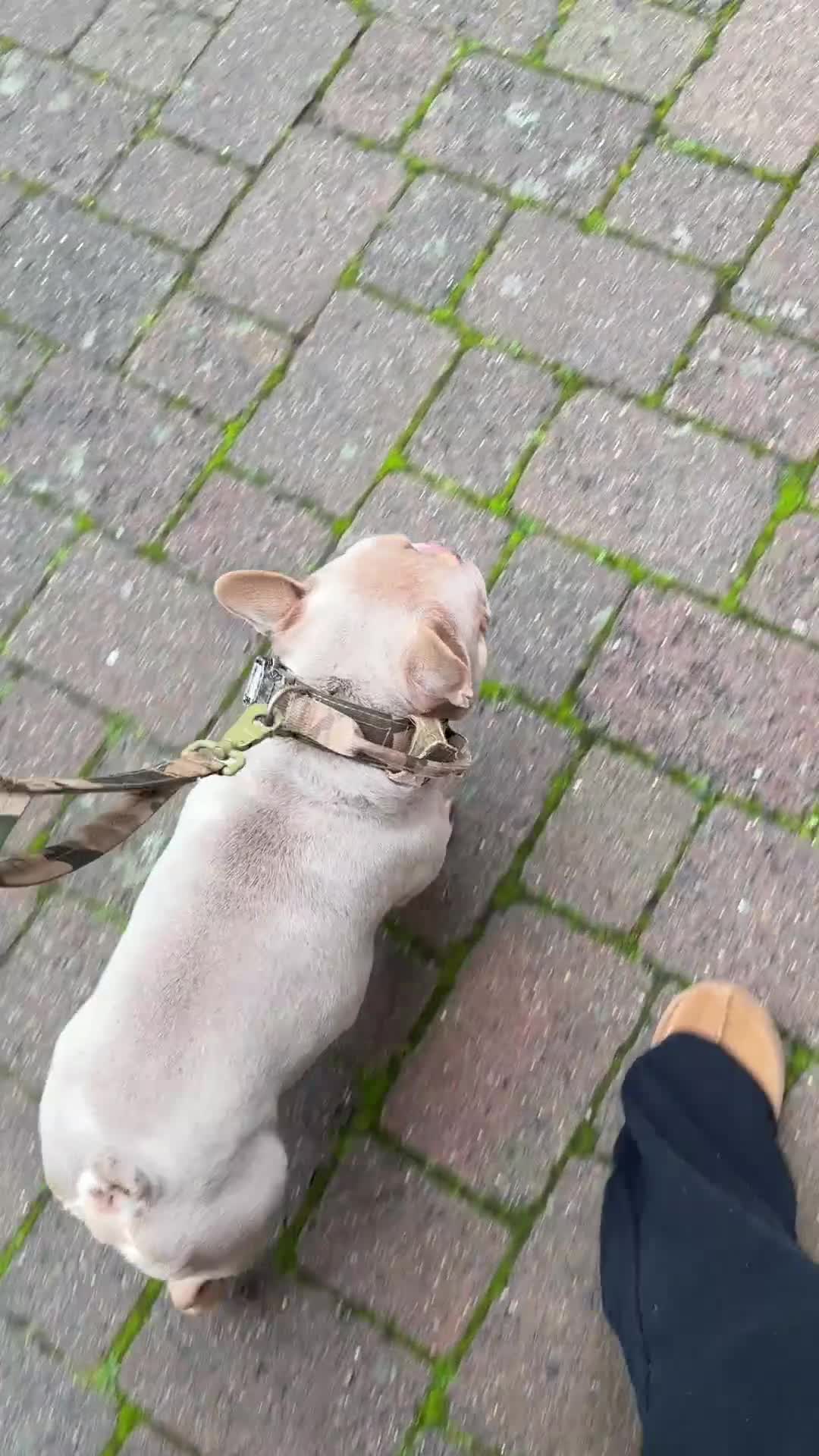 French Bulldog dogs for sale: Micro Isabella & Tan Male French Bulldog - Video 1