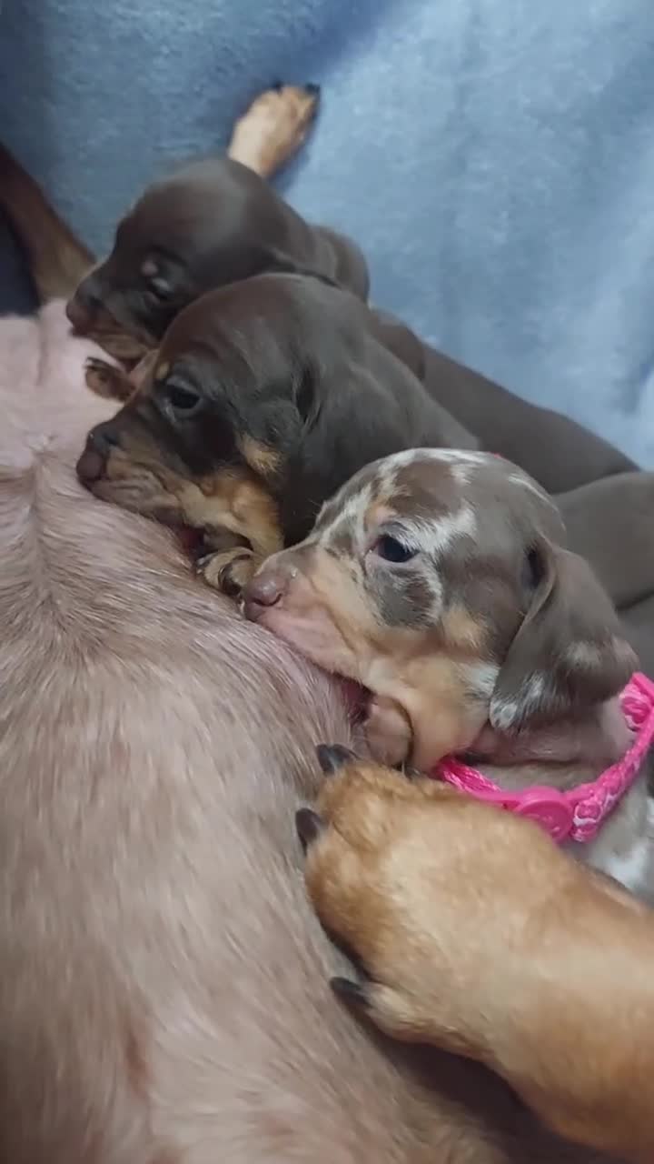 Miniature Dachshund dogs for sale: 4 Miniature Dachshund Puppies - Video 1