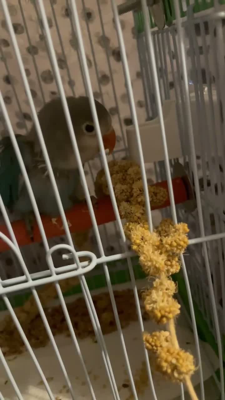 Lovebirds birds for sale: Beautiful little baby love bird  - Video 1