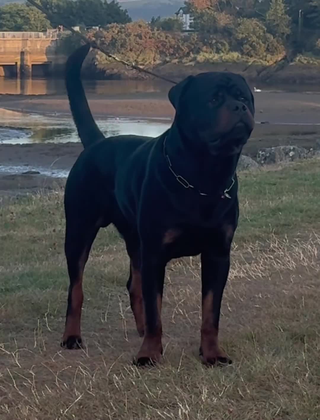 Rottweiler dogs for stud: Alfie  - Video 2