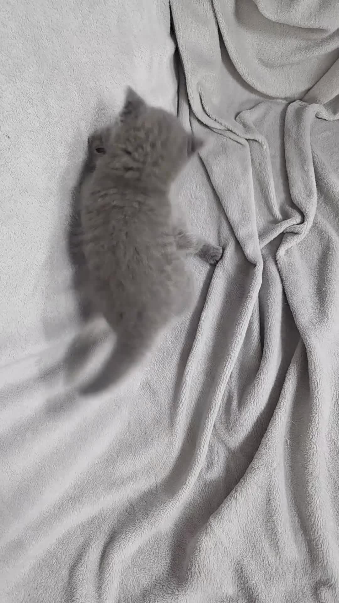 British Shorthair cats for sale: British Shorthair Kittens - 2 girls  - Video 1