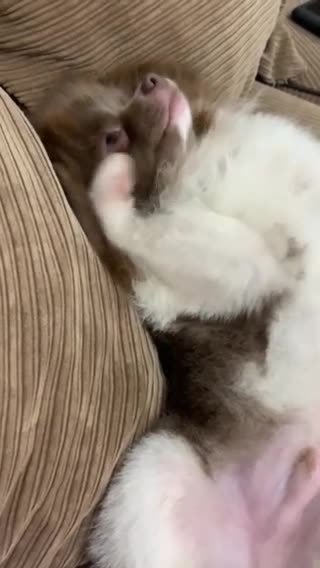 Pomeranian dogs for stud: Tiny Lilac Parti Carrying Tan points in Dartford - Video 2