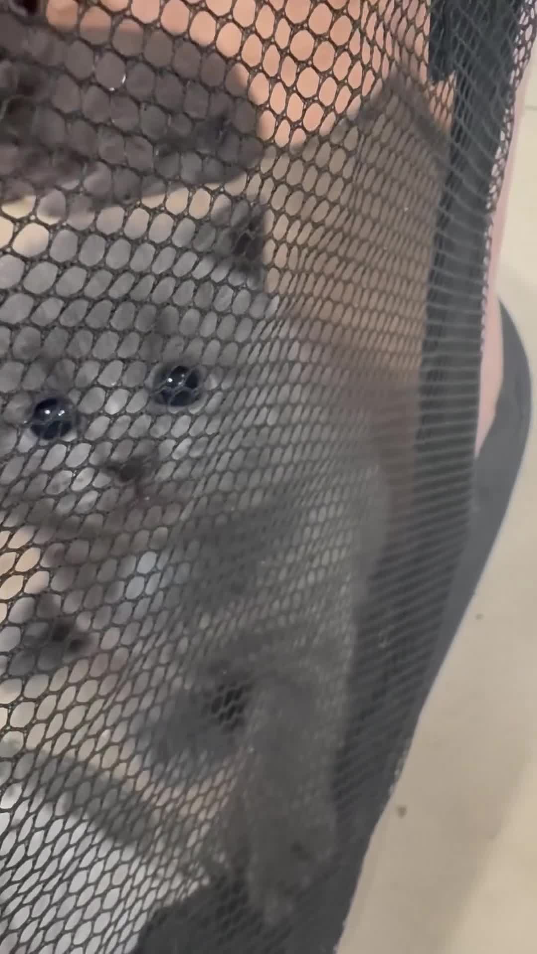 British Shorthair cats for sale: British Shorthair kittens  - Video 1