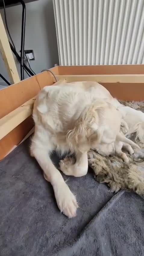 Golden Retriever dogs for sale: Golden Retriever Pups – First Class Homes Wanted - Video 1