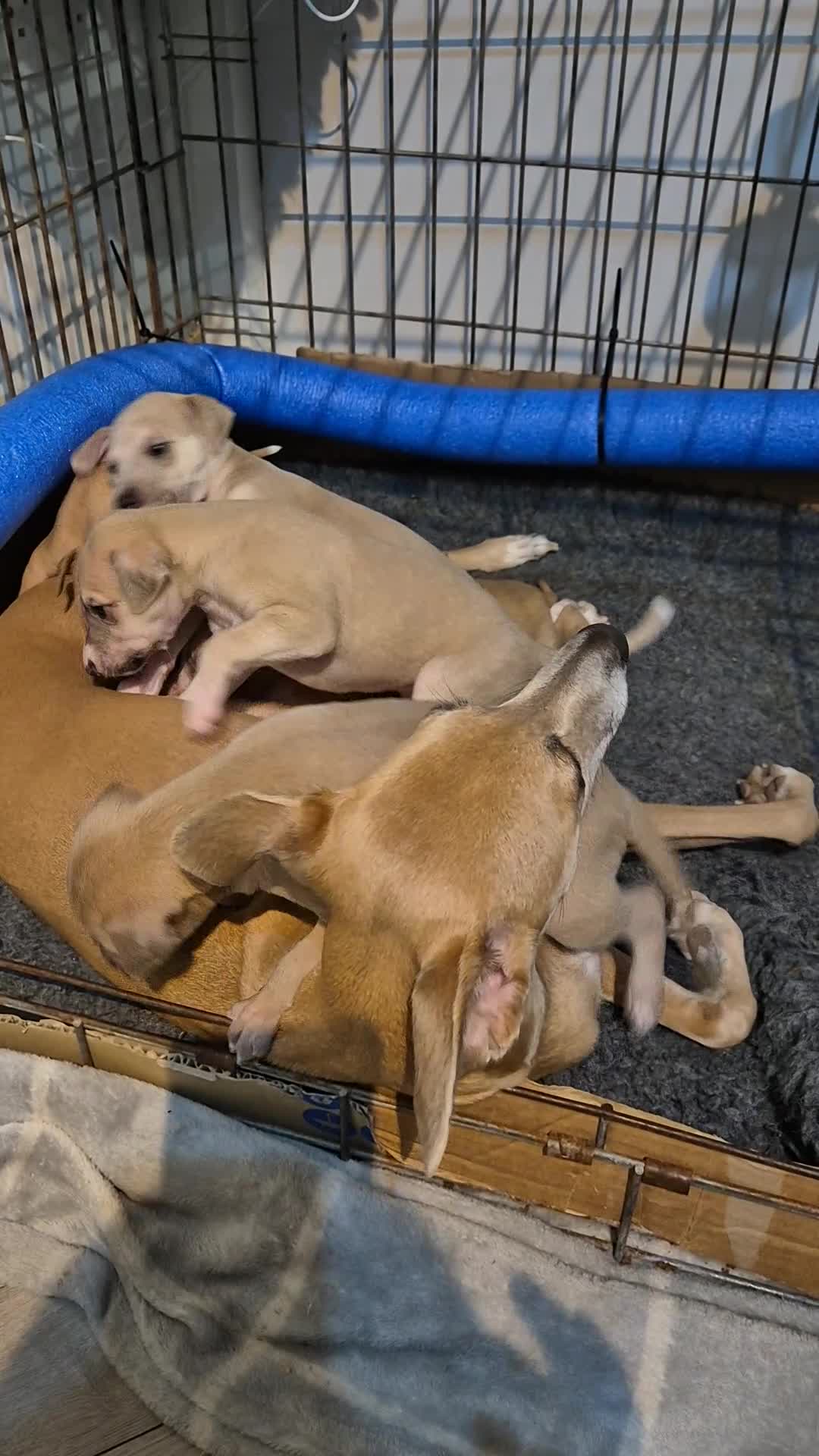 Whippet dogs for sale: 5 fawn kc whippet puppies beauitful markings  - Video 1