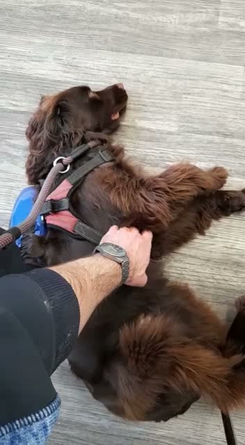 Cocker Spaniel dogs for adoption: CORRIE Foster-to-Adopt Cornwall/Devon/SomersetBord - Video 4