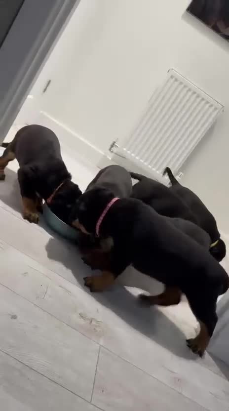 Rottweiler dogs for sale: ROTTWEILER PUPPIES- READY NOW - ONLY ONE LEFT!! - Video 2