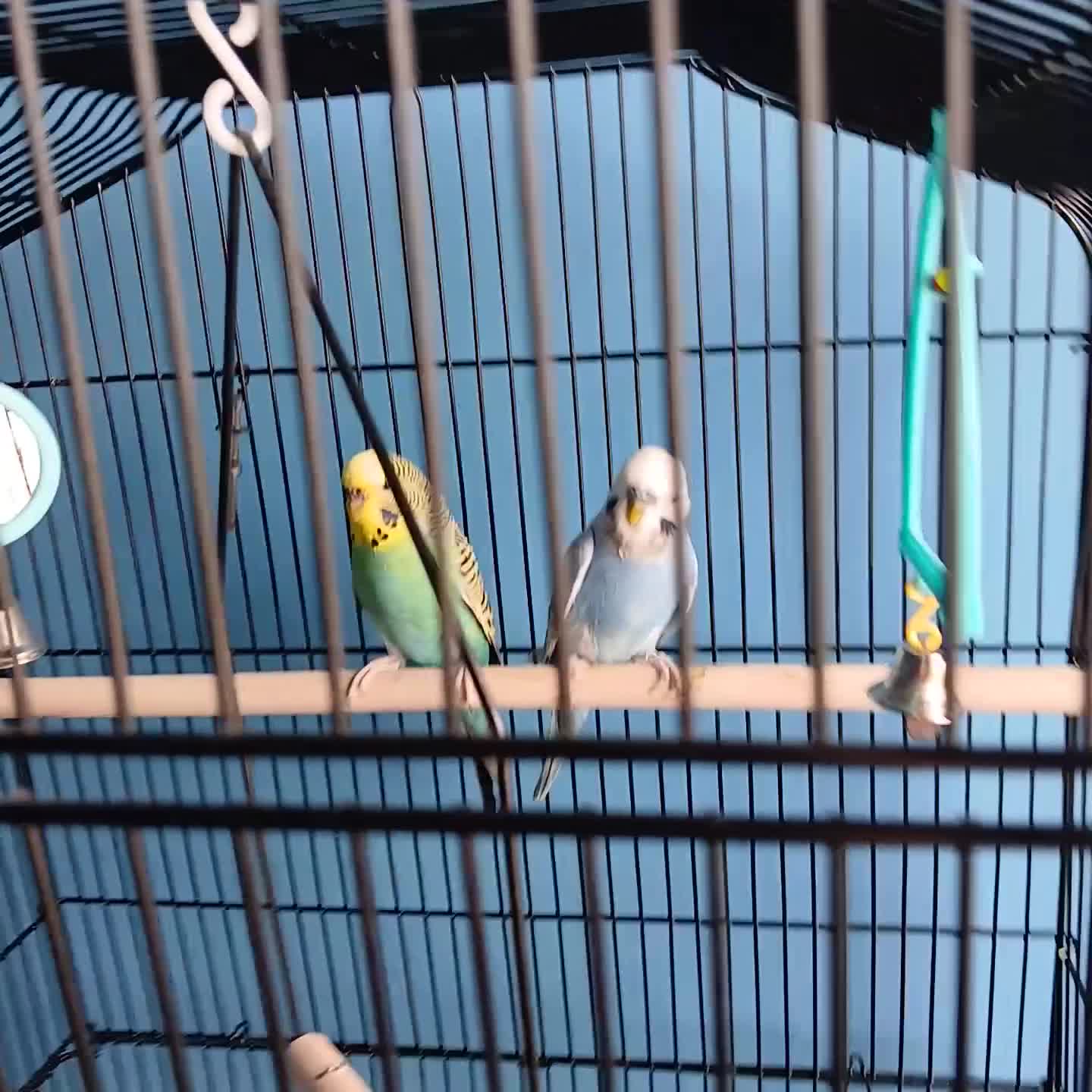 Budgerigars birds for sale: Two bright and colourful budgies in Aberdeen - Video 1