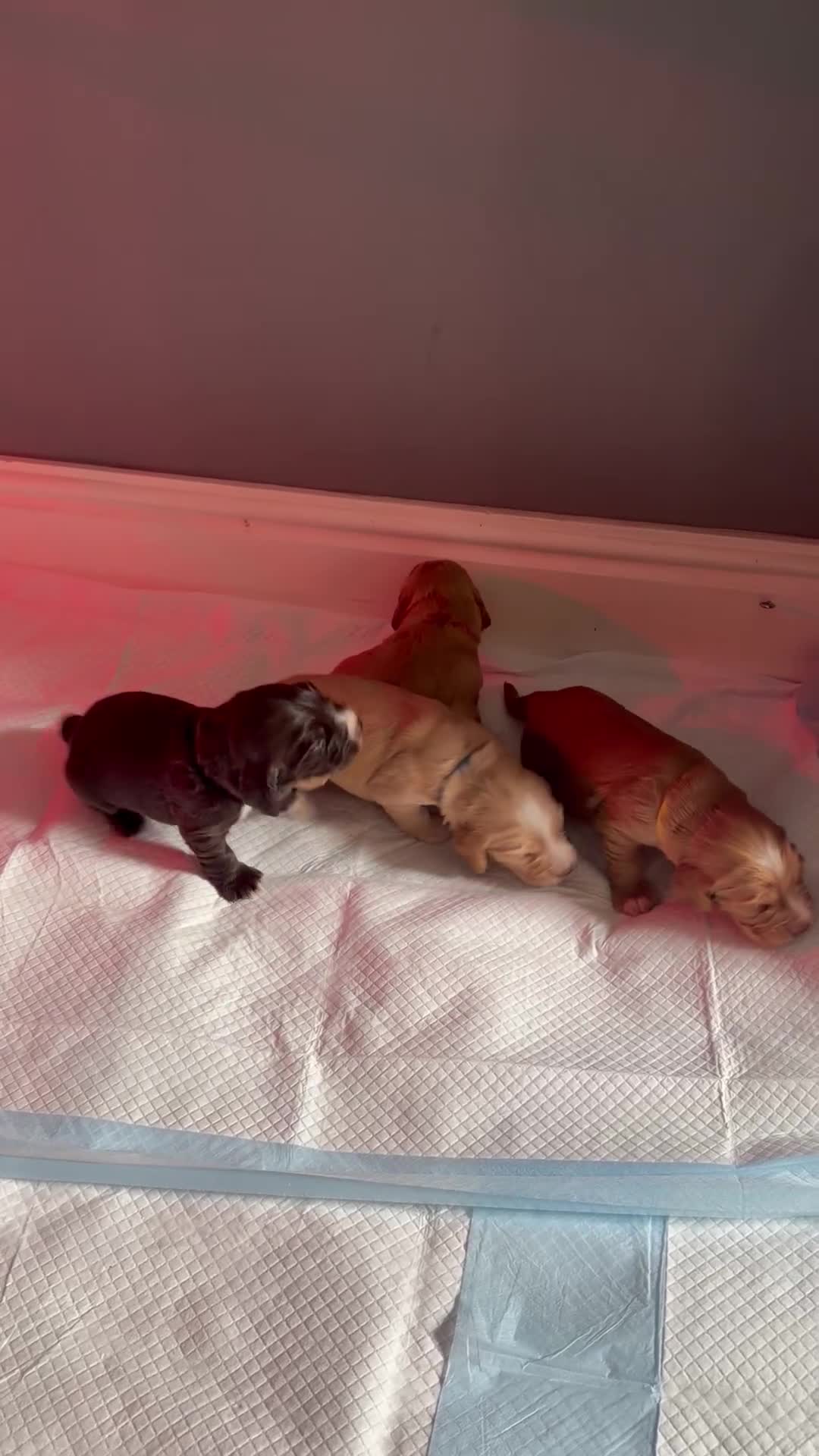 Cocker Spaniel dogs for sale: 🐶Cocker Spanisls🐶 in Oldham - Video 3