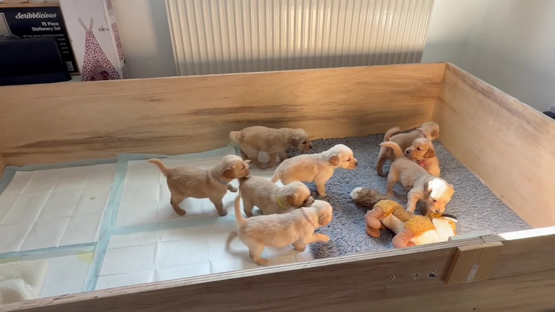 Golden Retriever dogs for sale: Golden Retriever puppies  in Witney - Video 1