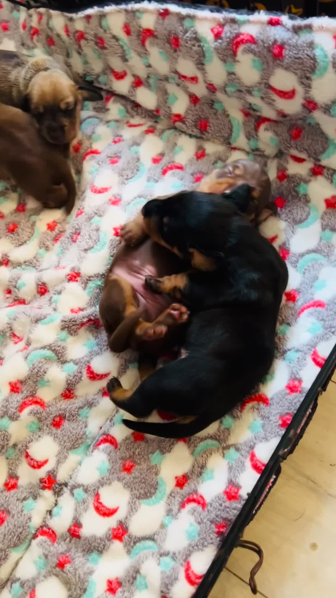 Dachshund dogs for sale: Miniature dachshunds in Derby - Video 1