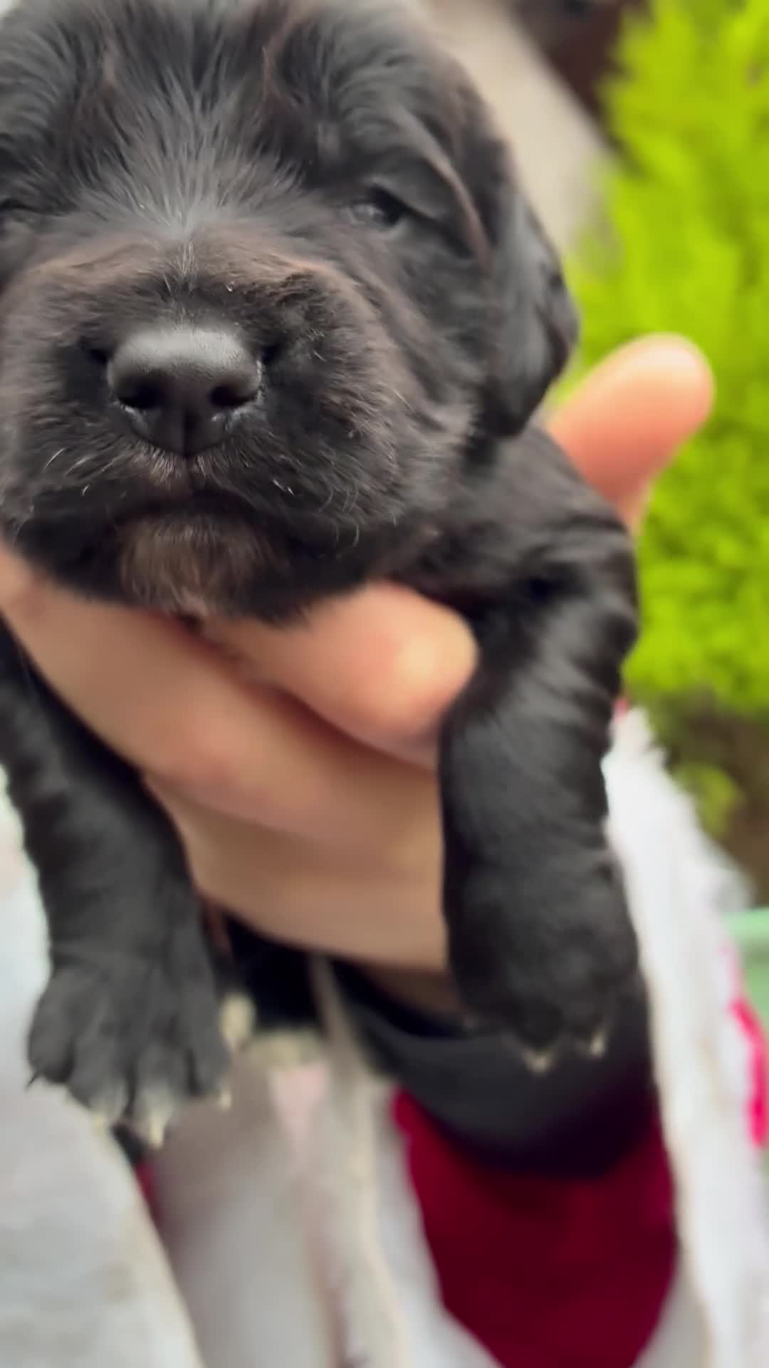 Cocker Spaniel dogs for sale: True working Cocker Spaniels docked  - Video 1