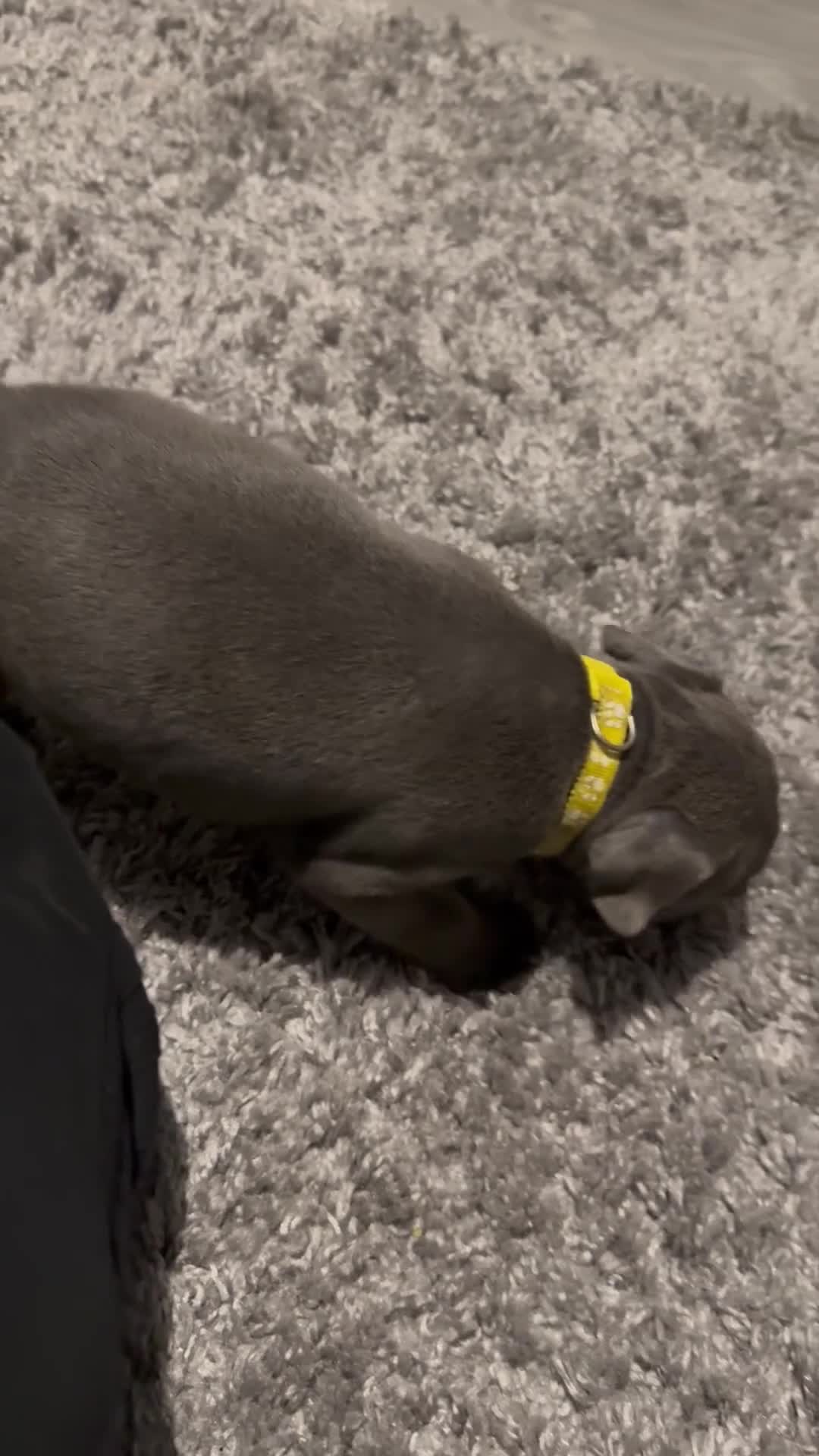 Staffordshire Bull Terrier dogs for sale: 1 female  Blue Staffordshire bull terrier staffy - Video 1